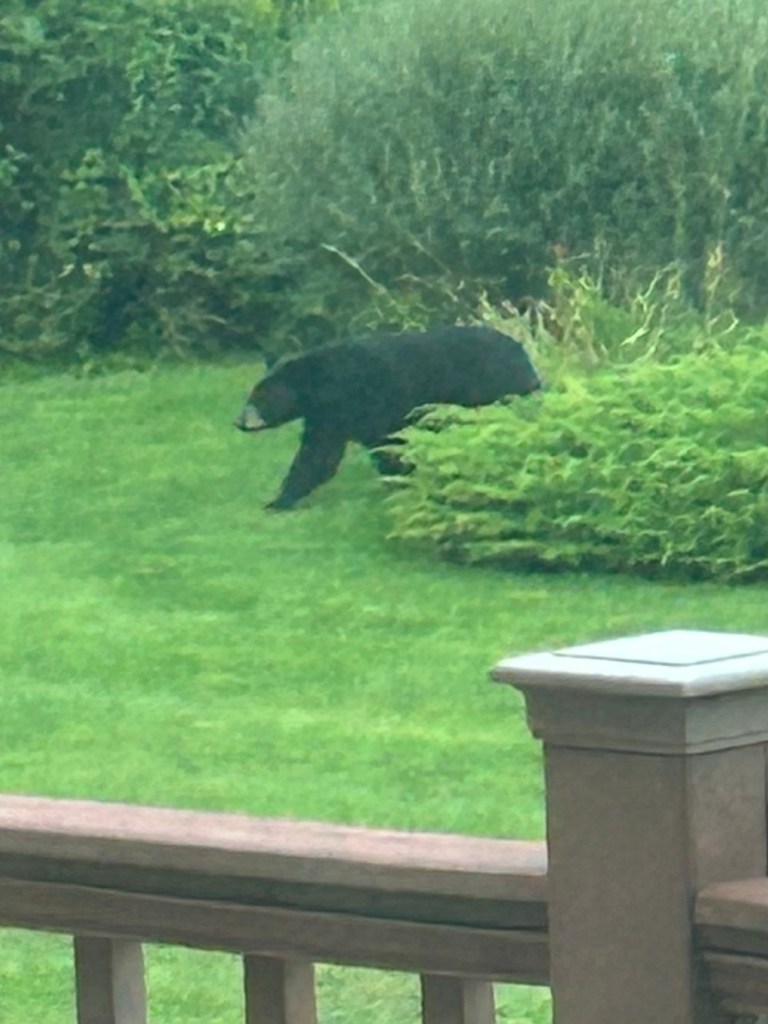 A Friendly Visit
